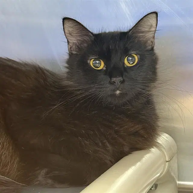 Pink Bow - Domestic Short Hair