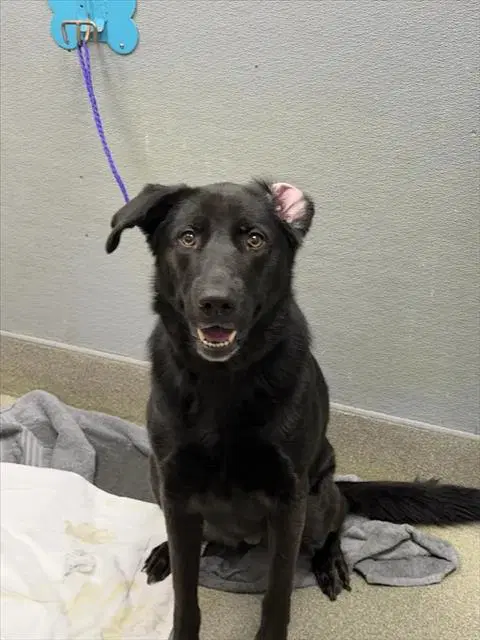 Olive - Labrador Retriever