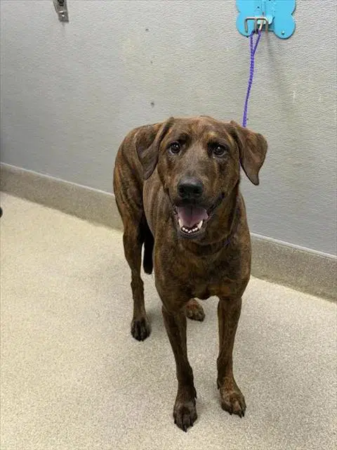 Snickers - Catahoula Leopard Dog