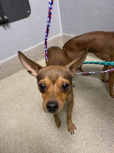 Max - Chihuahua