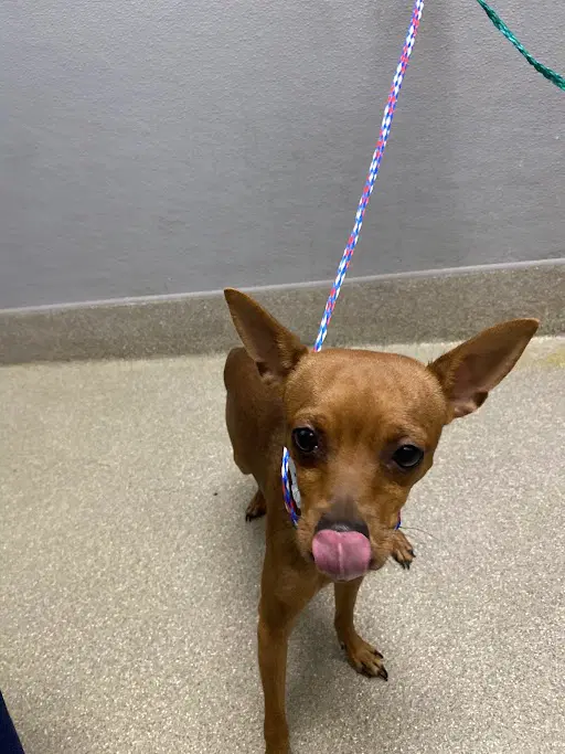 Roxy - Chihuahua