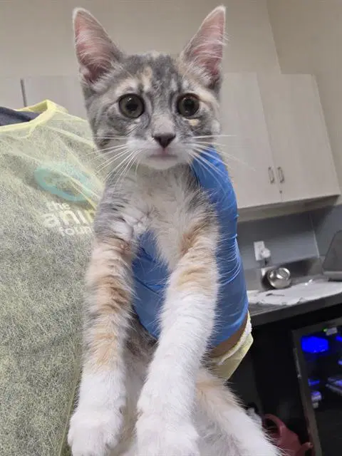 Unknown - Domestic Short Hair