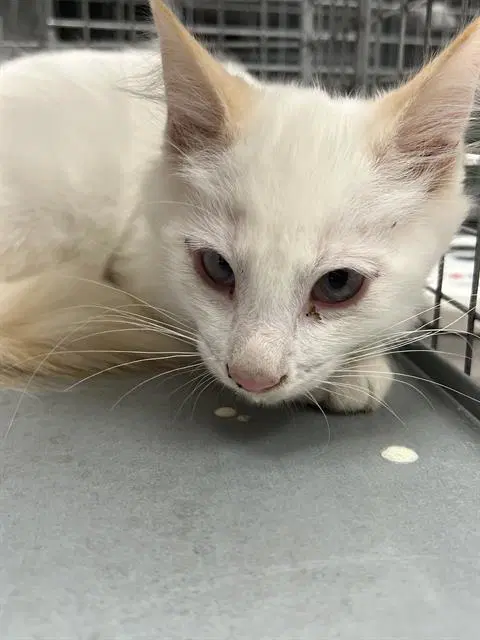 Brioche - Domestic Short Hair