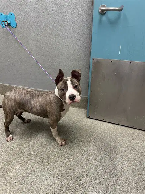 Puffles - Pit Bull Terrier