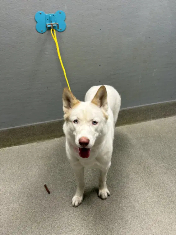Tala - Siberian Husky