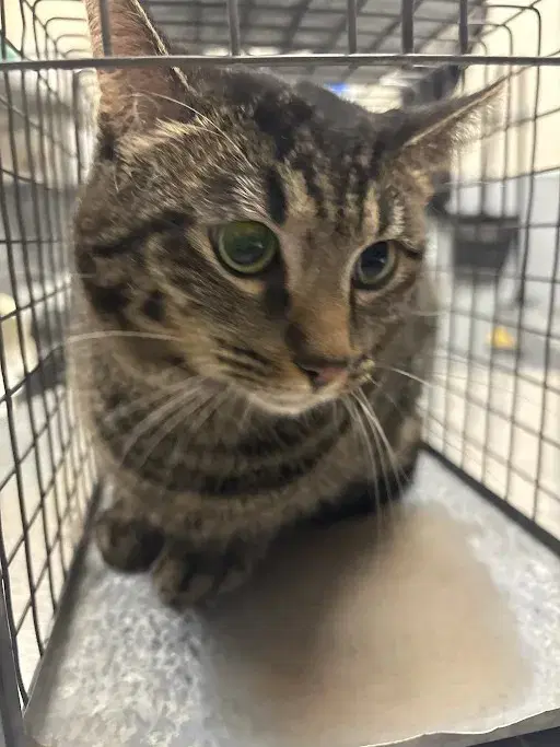 Wasabi - Domestic Short Hair