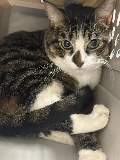 Sashimi - Domestic Short Hair