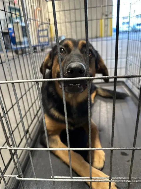 Tiff - German Shepherd Dog