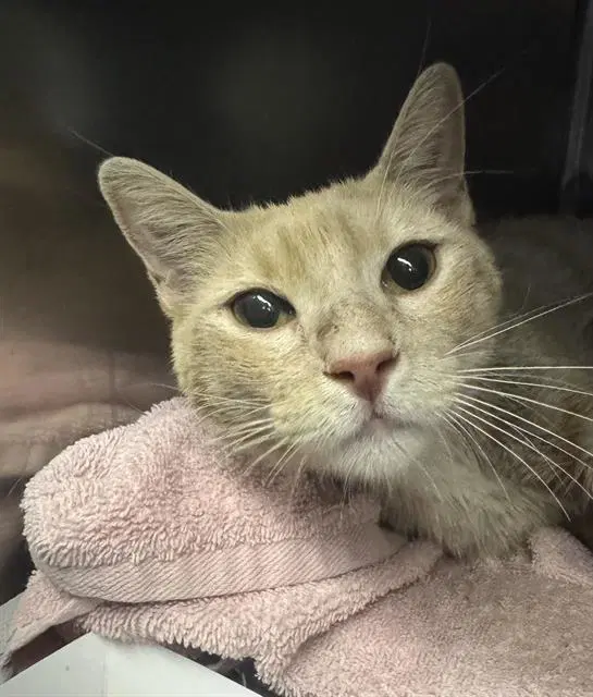 Simba - Domestic Short Hair