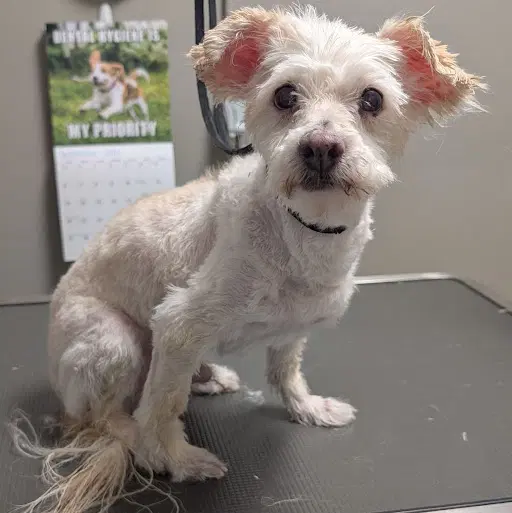 Casper - Maltese