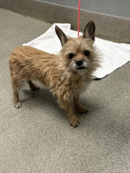 Coco - Terrier