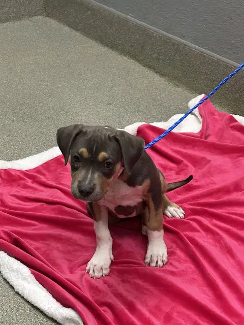 Brows - Pit Bull Terrier