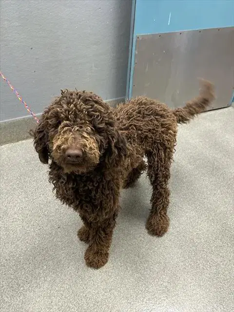 Rolo - Poodle (Standard)