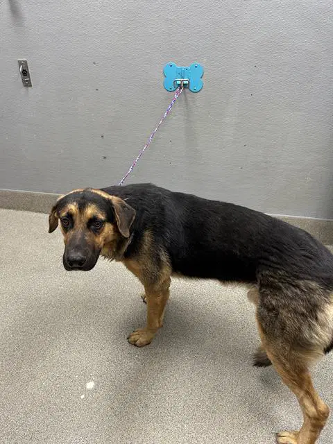 Moseby - German Shepherd Dog