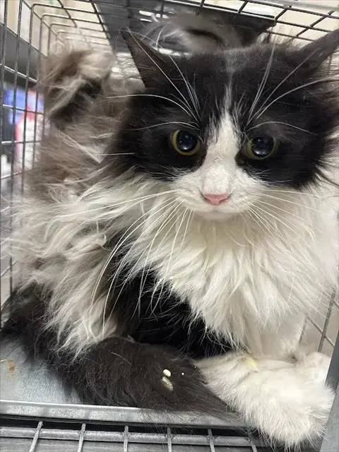 Racoon - Domestic Long Hair