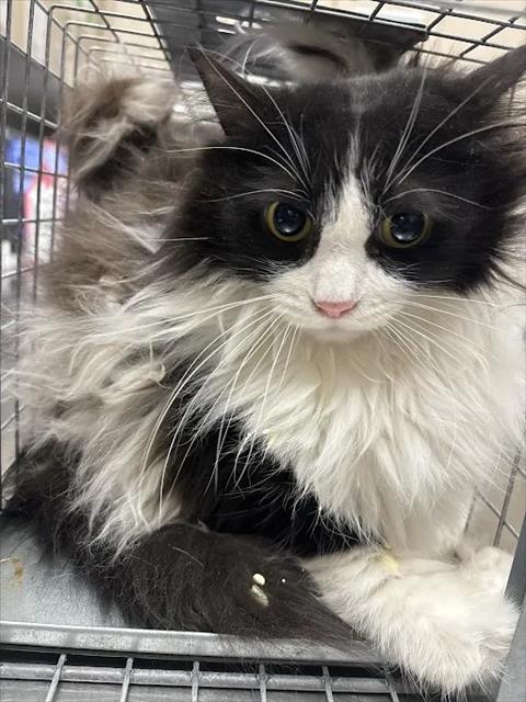 picture of the cat needing adoption