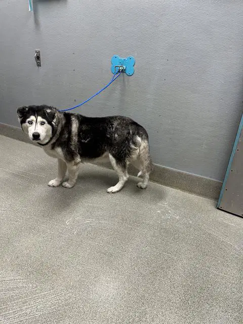 Muriel - Siberian Husky