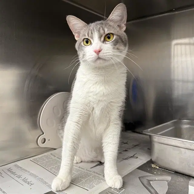Cash - Domestic Short Hair