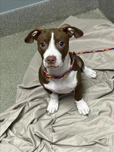 Charming - Pit Bull Terrier
