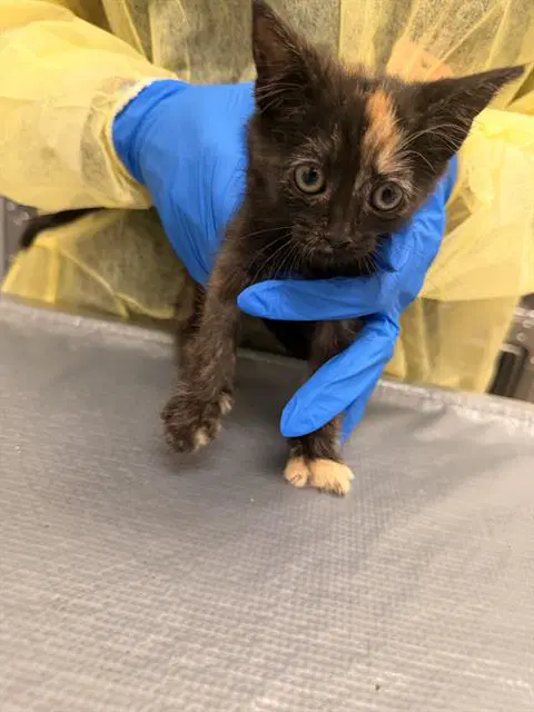 Patty - Domestic Short Hair