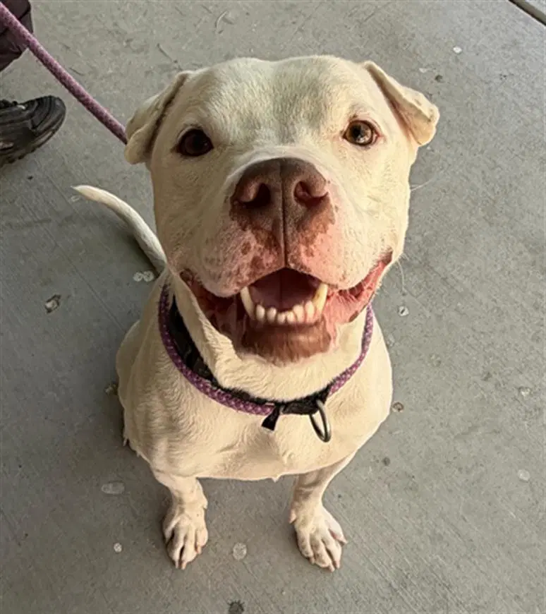 King - Pit Bull Terrier