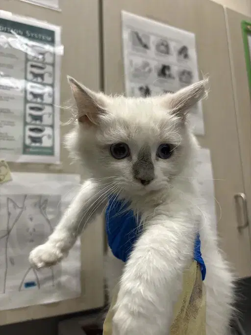 Unknown - Domestic Medium Hair