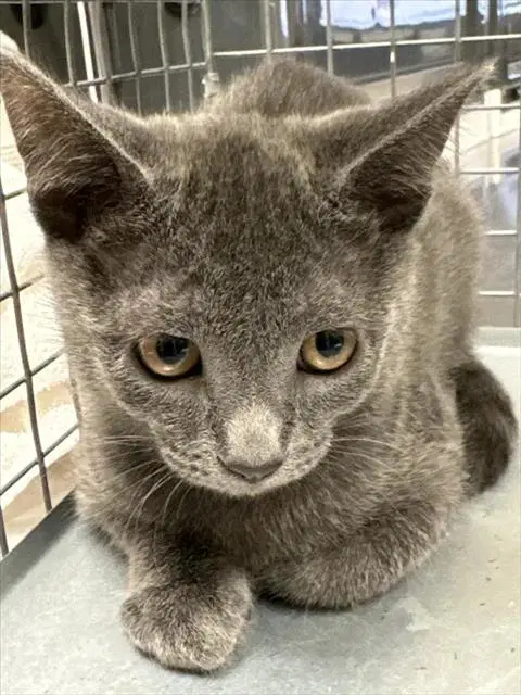 Pinky - Domestic Short Hair