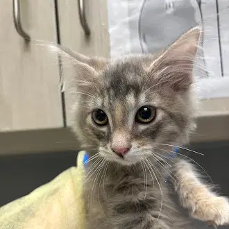 Tammy - Domestic Medium Hair