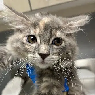 Cindy - Domestic Medium Hair