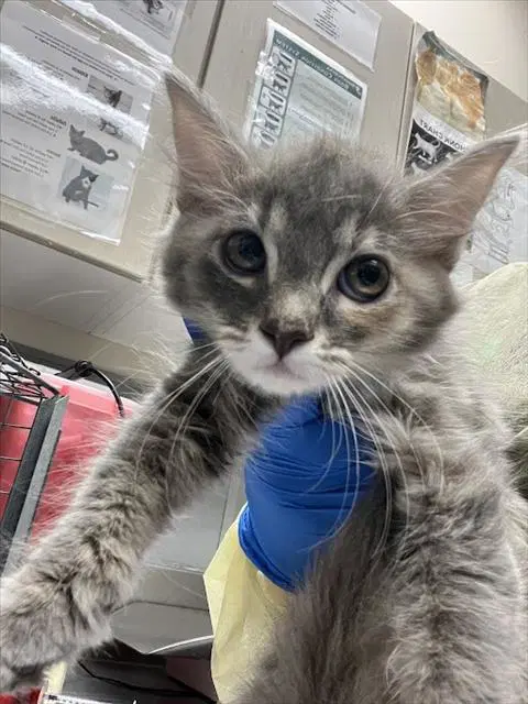 Diane - Domestic Medium Hair