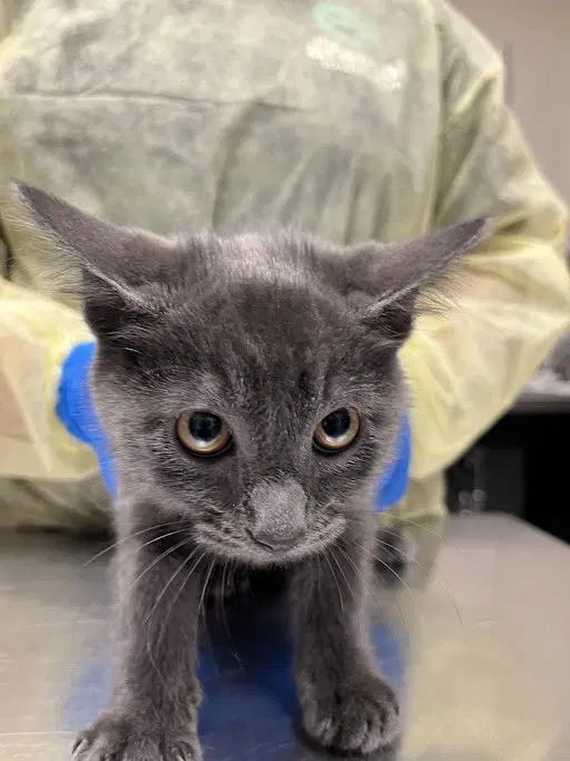 Timothy - Domestic Medium Hair