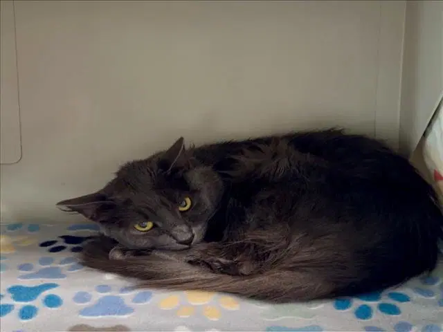 Ceaser - Domestic Short Hair