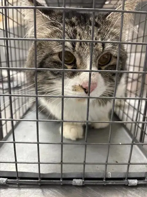 Kelso - Domestic Medium Hair
