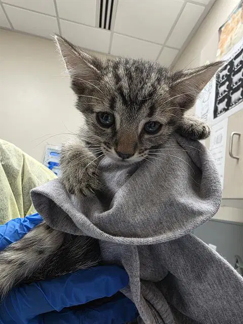 Juice Box Joe - Domestic Short Hair
