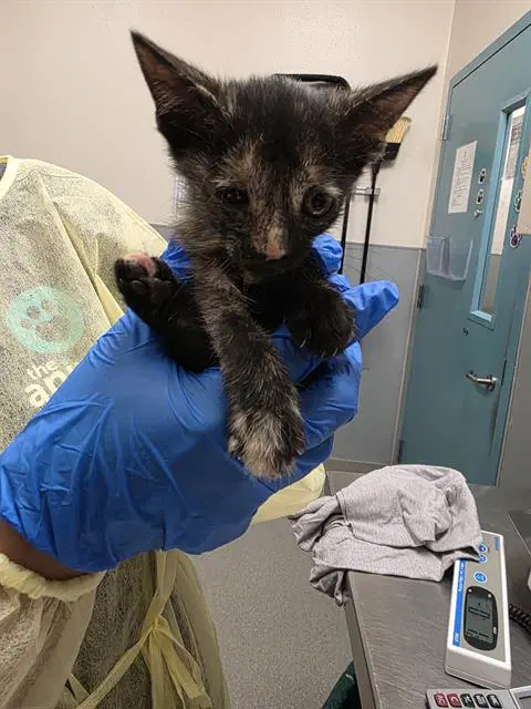 Linx - Domestic Short Hair