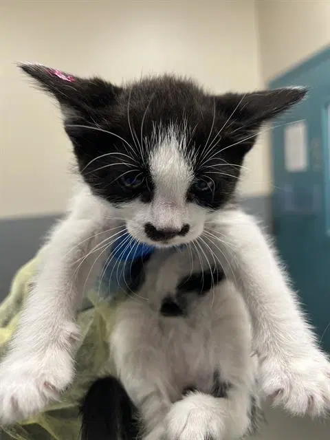 Coconut - Domestic Short Hair