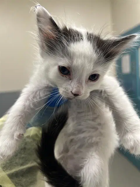 Cocomelon - Domestic Short Hair