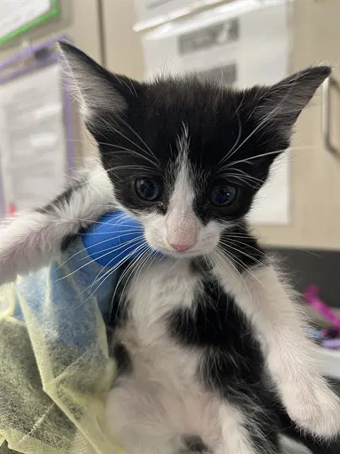 Pina Colada - Domestic Short Hair