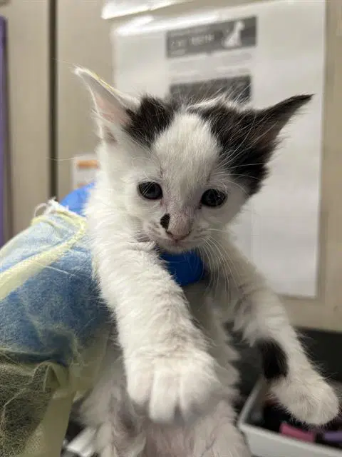 Beep Bop - Domestic Short Hair