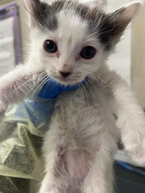 Miso Happy - Domestic Short Hair