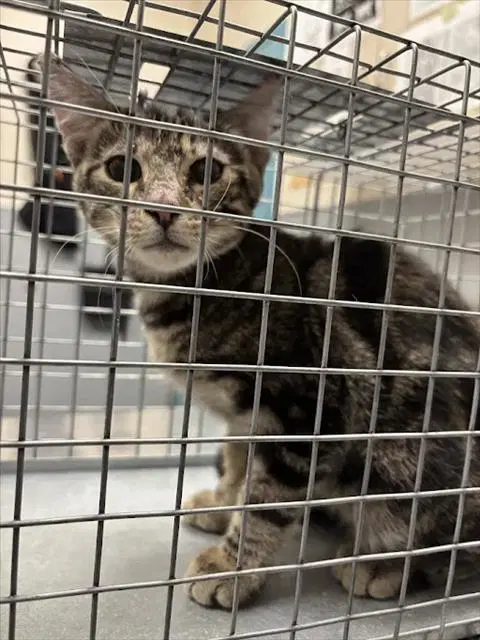 Elvis - Domestic Short Hair