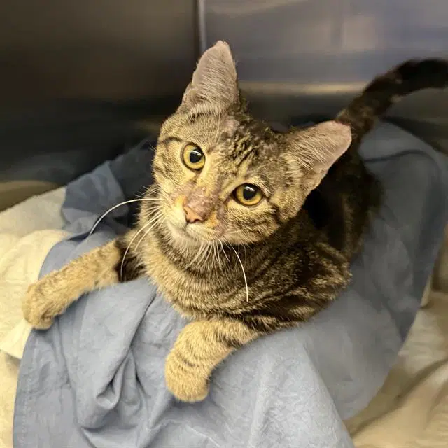 Elvis - Domestic Short Hair