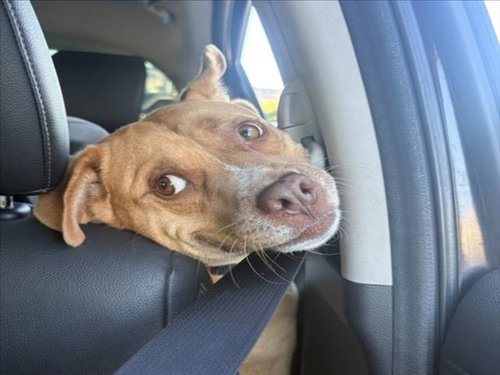 James Brown, Pit Bull Terrier / Mixed (medium coat)