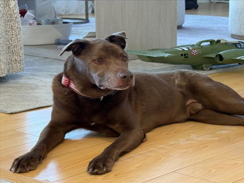 *ROBERT, a dog for adoption from The Animal Foundation - Las Vegas