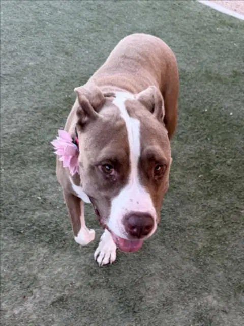 Serena - Pit Bull Terrier