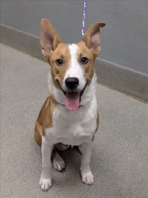 Kahu - Carolina Dog