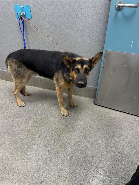 Gotham - German Shepherd Dog