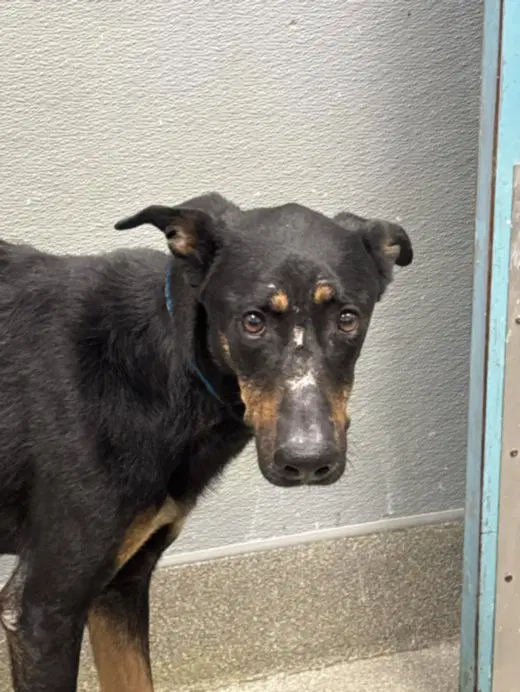 Osa - Doberman Pinscher