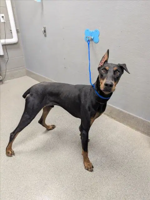 Togo - Doberman Pinscher