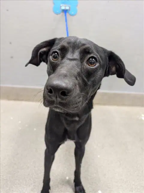 Raven - Labrador Retriever